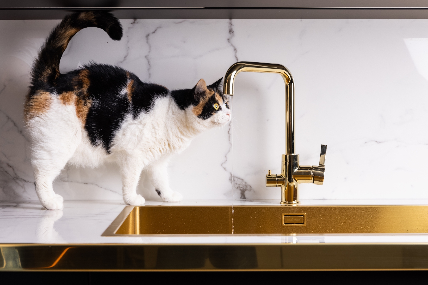 Kök kakel klinker katt
